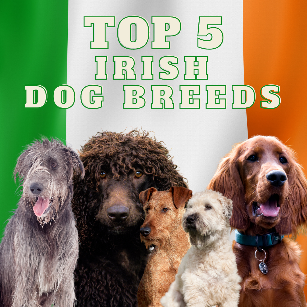 Top 5 Most Popular Irish Dog Breeds