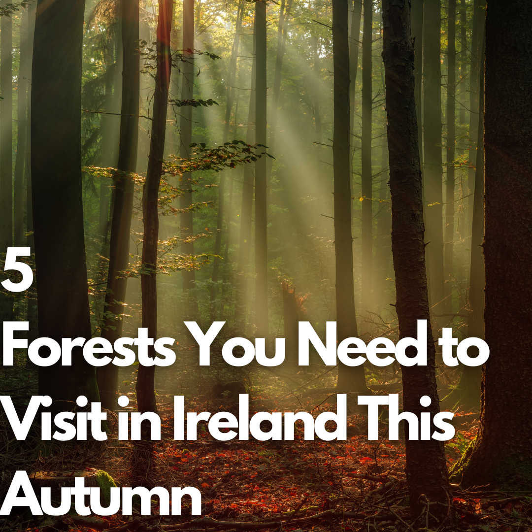 5 Forests You Need to Visit in Ireland This Autumn